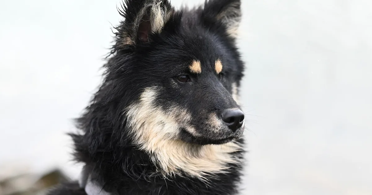 Kurgo: Dog Travel Gear and What the Safety Claims Mean
